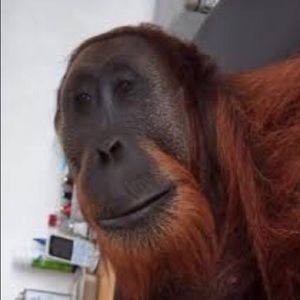 Meet your Posher, Levi